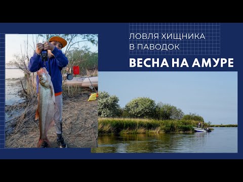 Видео: Весна на Амуре.. Рыбалка на хищника в паводок