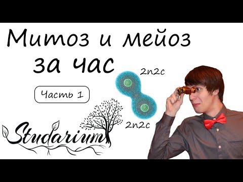 Видео: Митоз и мейоз за час. Набор хромосом и ДНК клетки.