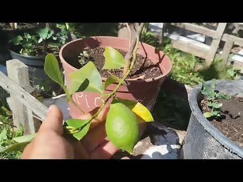 Видео: Перший плід  за 4 роки