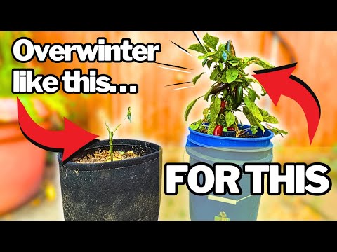 Видео: Зимующий перец: как сохранить его живым на долгие годы (Руководство по холодному климату)