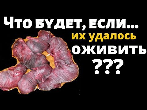 Видео: Крольчата - удалось оживить. Декоративные кролики кролиководство. Карликовый вислоухий кролик баран.
