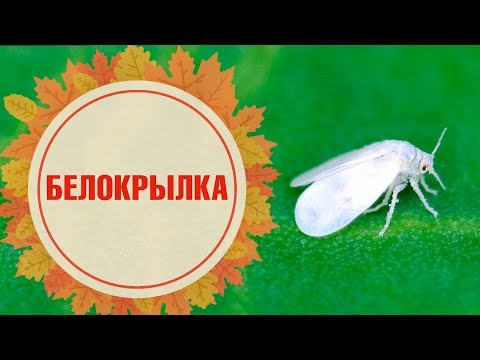 Видео: Как избавиться от белокрылки в теплице ➡ Методы борьбы и профилактика