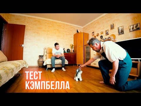 Видео: Тест Кэмпбелла для щенков.