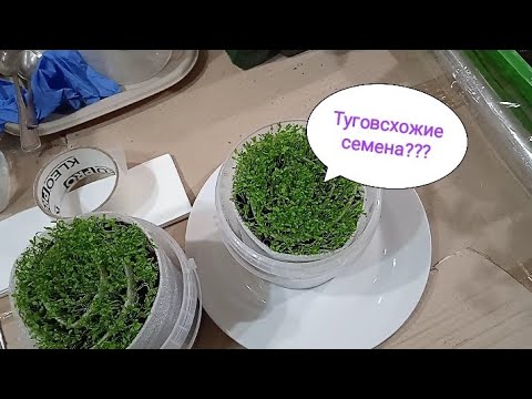 Видео: Обработка и посев туговсхожих семян. Сельдерей листовой.