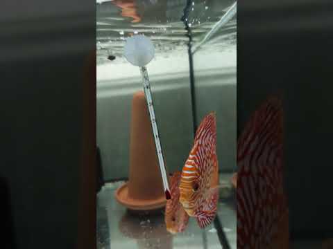 Видео: Разводня "Конго"