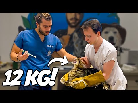 Видео: КОШКА-ГИГАНТ 12 КГ! (Как тигренок)
