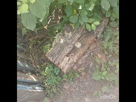 Видео: Вам бывает скучно?