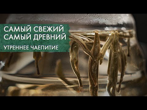 Видео: Как БЕЛЫЙ ЧАЙ поможет пережить лето и трудности | Стрим Art of Tea