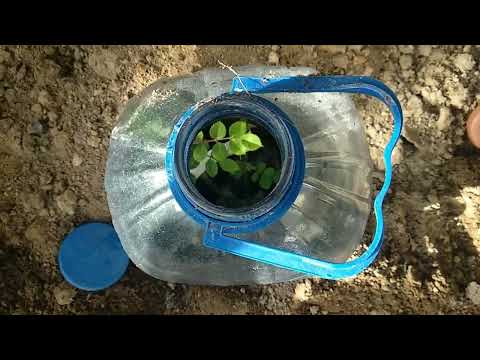 Видео: Раскапываю розы🌹 из прикопа👀