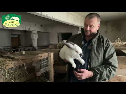 Видео: Розведення кролів