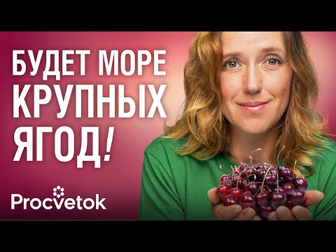 Видео: КАК ОБРЕЗАТЬ ЗАПУЩЕННУЮ ВИШНЮ? Формируем компактную и урожайную крону вишни простыми приемами