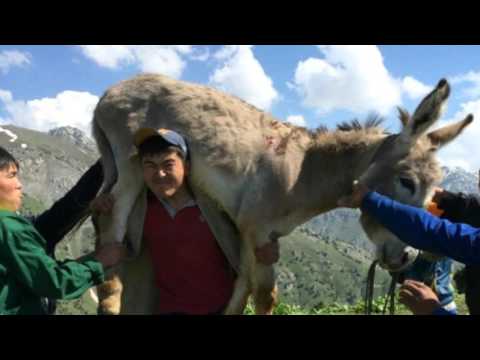 Видео: Тамаша айылы 1995-жылкы