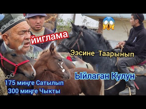 Видео: Бүгүн Базарда  175 миңге  Сатылды Кулун  Адыл ава  Чекеден  Алды  Ноокат 8-Октябрь