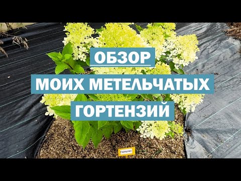 Видео: ОБЗОР моих метельчатых гортензий В ОТКРЫТОМ ГРУНТЕ