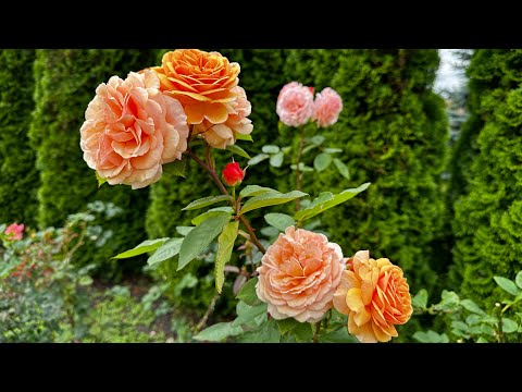 Видео: Осеннее черенкование роз слепыми побегами🌹🌹🌹#garden ,#розы ,#розывсаду ,#черенкованиероз