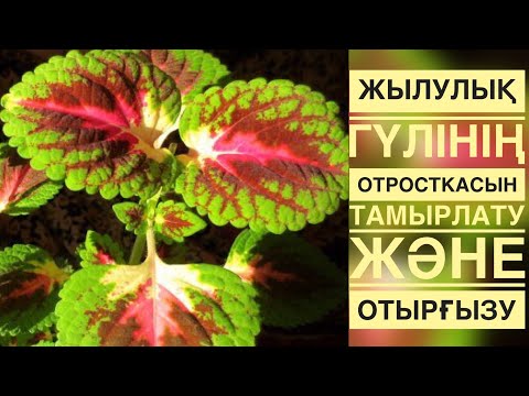 Видео: Колеус гүлі несімен ерекше?#колеусгүлі#асимовашынар