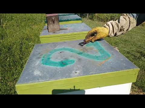 Видео: Развитие и работа с роями  Пчеловодство,пасека