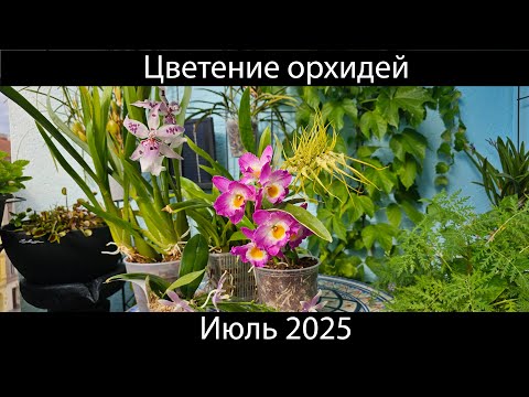 Видео: Цветение моих орхидей в июле 2025 года #orchid #orquideas #орхидеи #orchidee #orchidworld