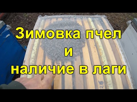 Видео: Зимовка пчел ППУ ППС и дереве наличие влаги