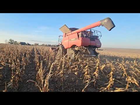 Видео: Кукуруза 2025 всё. No-till 07.11.2025