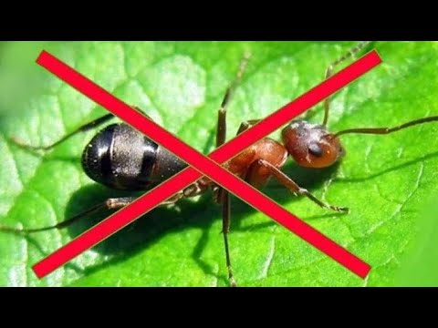 Видео: Как я боролся с муравьями)