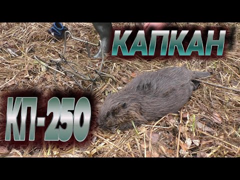 Видео: ОХОТА НА БОБРА С КП-250. СРАБОТАЛ ОТЛИЧНО.