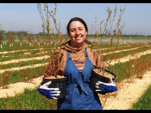 Видео: Обрезка голубики. С чего начать. Для подписчиков