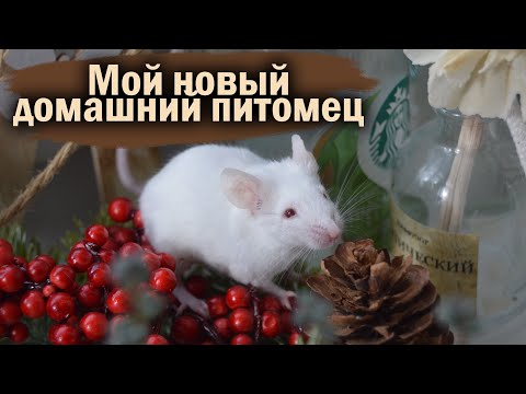 Видео: МОЯ ПЕРВАЯ МЫШКА ПО ИМЕНИ ИВАН