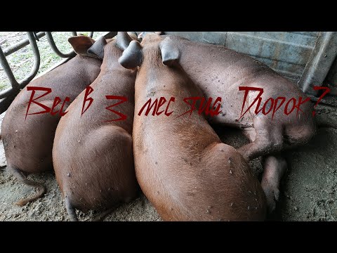 Видео: Выращивание свиней. Вес поросят Дюрок в 3 месяца!Поросята растут.