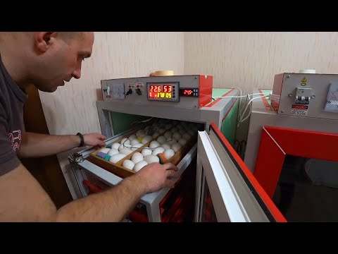 Видео: Инкубация гусей 2020//Ступенчатая закладка в Multilife 1 часть.