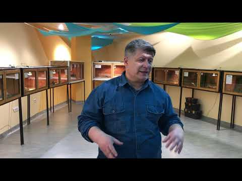 Видео: Гърмящите змии от изложбата Пълзящи експонати | #МузейкоВкъщи | Ден 27