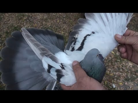 Видео: Пишні та гарні. Ярмарок Павлоград 2ч