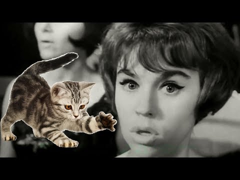 Видео: Квартет “Аккорд“ Котёнок