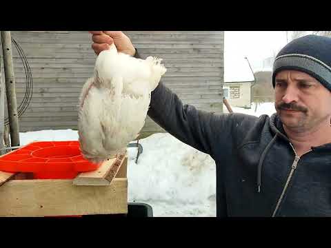 Видео: Забой бройлера Кобб 500.(Забой 44-45 день).