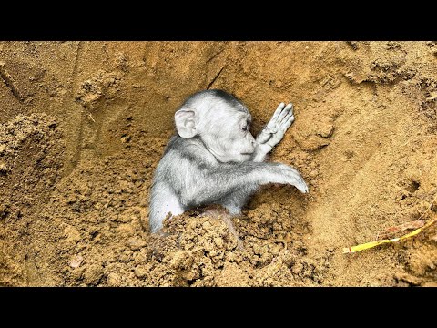 Видео: Невероятно!!! Вот как отреагировал малыш-обезьянка, когда его мама…