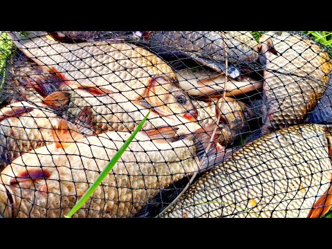 Видео: Ветер стих и дело пошло! Рыбалка в сибирской глубинке. Язь. Карась. Сазан. #ловлякарася