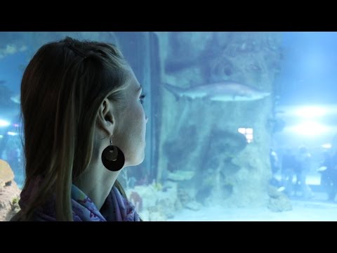 Видео: Москвариум: очередь, косатки, акулы (Oceanarium in Moscow)