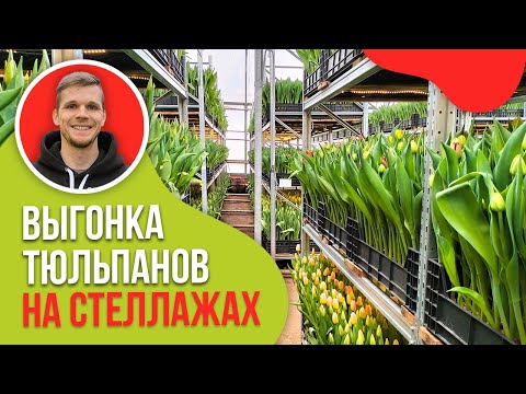 Видео: Стеллажи в теплице. Ярусы.