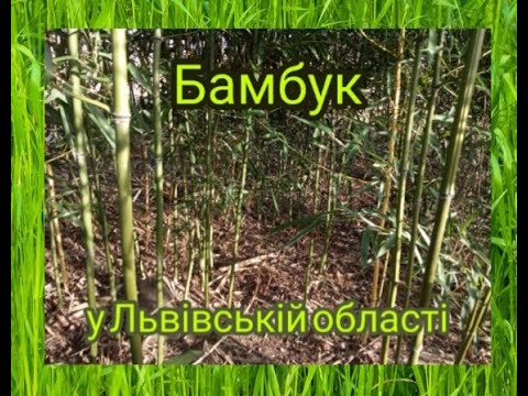 Видео: Бамбук у Львівській області / Phyllostachys nigra, nuda, aurosulcata. Sasa Palmata
