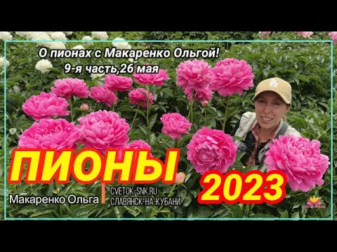 Видео: Цветение пионов 26 мая 2023 года / Сад Ворошиловой