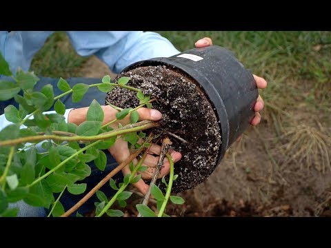 Видео: Посадка голубики. Секретный ингредиент. Сорт блюкроп и эллиот