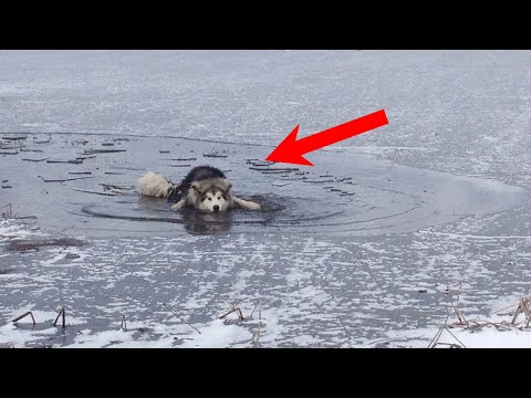 Видео: Открыв дверь, бабушка обомлела. На пороге стояла девушка с ОКАЛЕВШИМ волком на плечах