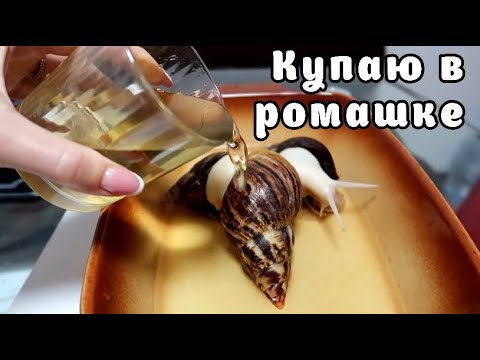Видео: ЧТО БУДЕТ ЕСЛИ ПОКУПАТЬ УЛИТКУ В РОМАШКЕ || ПОДНИМАЕМ УЛИТКЕ ИММУНИТЕТ