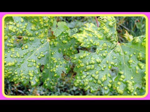 Видео: Виноград. Как избавиться от войлочного клеща навсегда