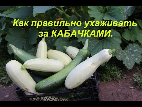 Видео: Как правильно ухаживать за КАБАЧКАМИ.