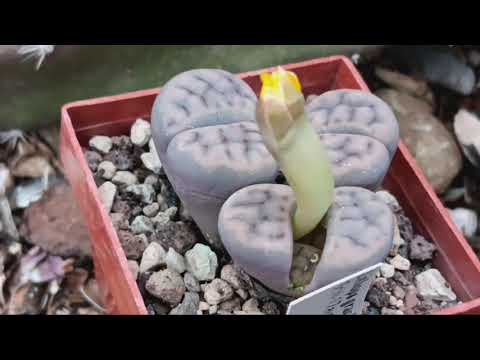 Видео: Цветущие кактусы в ноябре.Литопсы цветут и линяют.