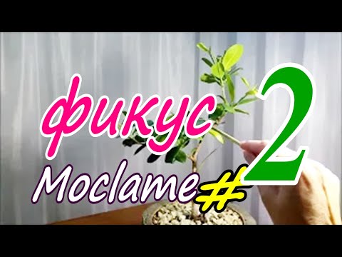 Видео: Фикус Моклейм/англ. Moclame. На пути к Бонсай #2.  ноябрь 2021