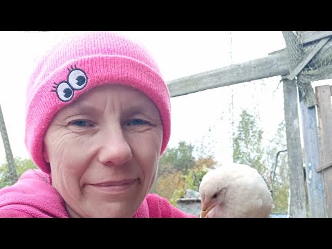 Видео: Убрали морковь🌞покупки❤️птицы гуляют👍