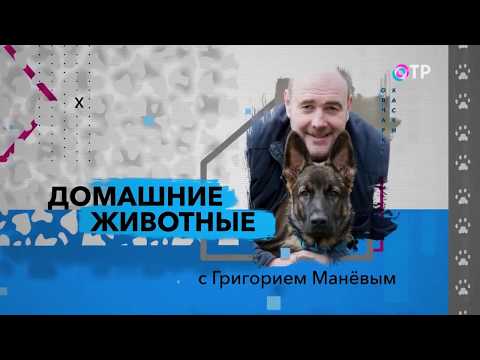 Видео: Павел Ижболдин в передаче "Домашние животные с Григорием Маневым"