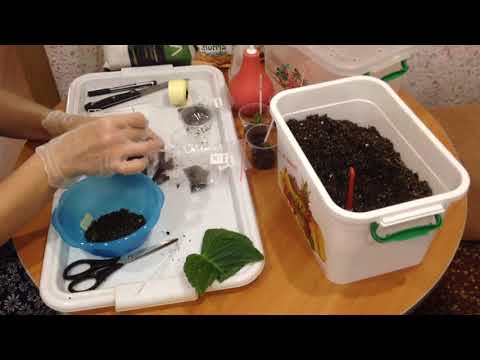 Видео: Как ускорить появление деток глоксинии